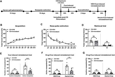 Interfering with reconsolidation by rimonabant results in blockade of heroin-associated memory